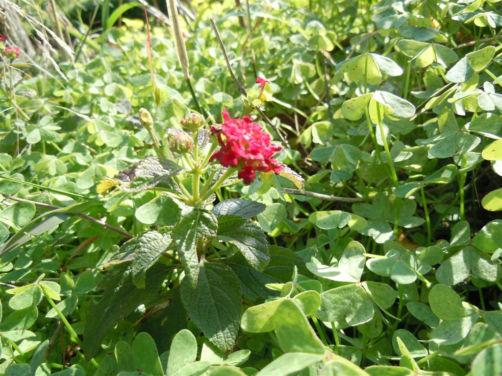 Posillipo - Lantana camara / Camara